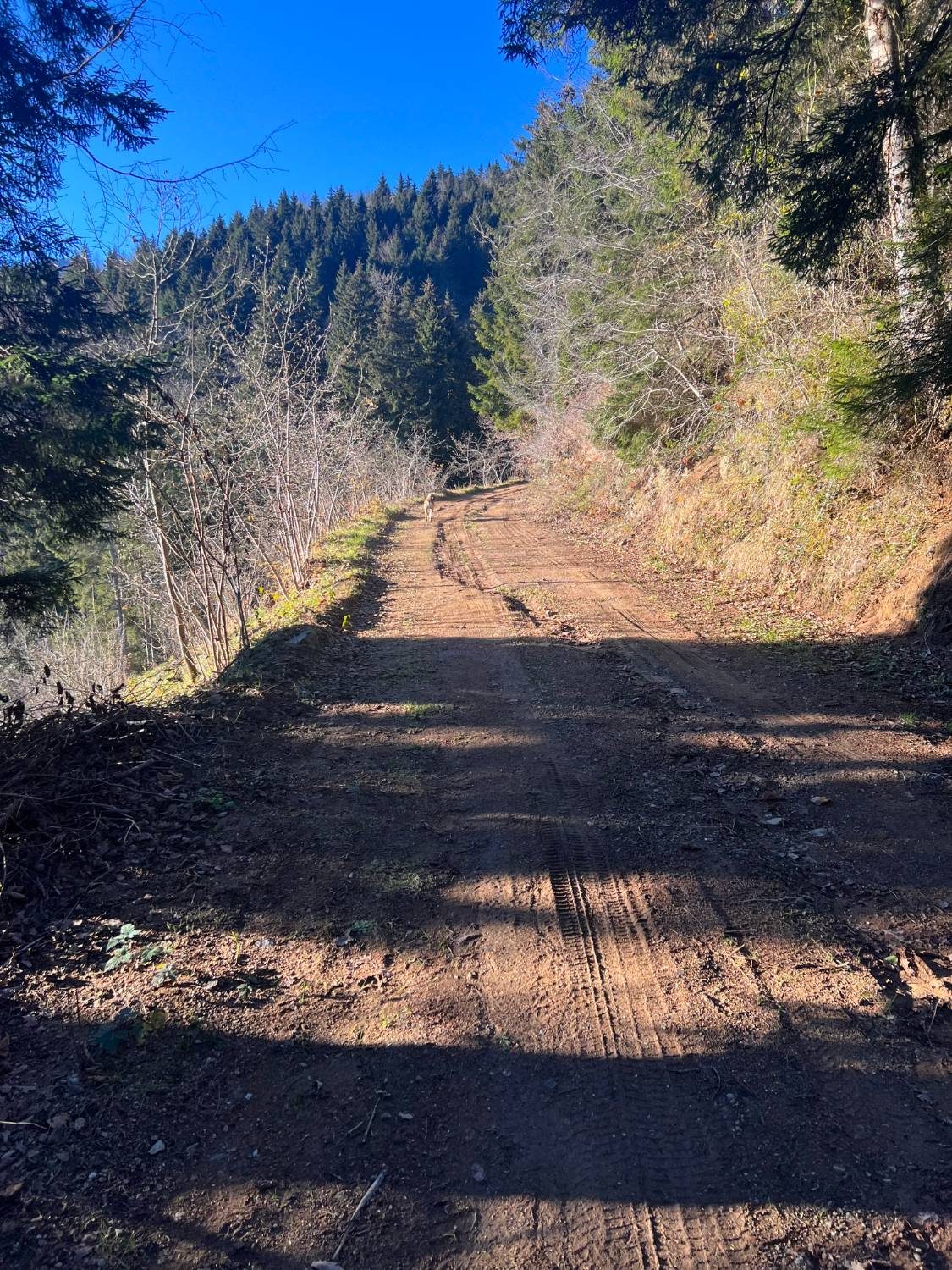 A dirt road climbing through pine forest under a clear blue sky, with a dog walking ahead.